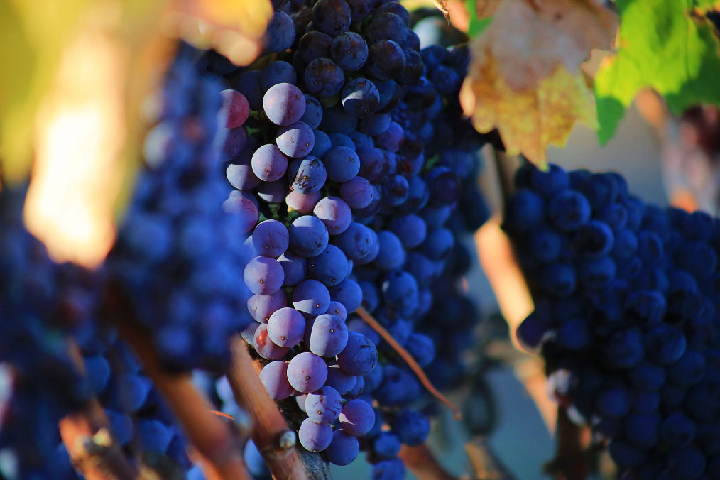 North Georgia Wine tour