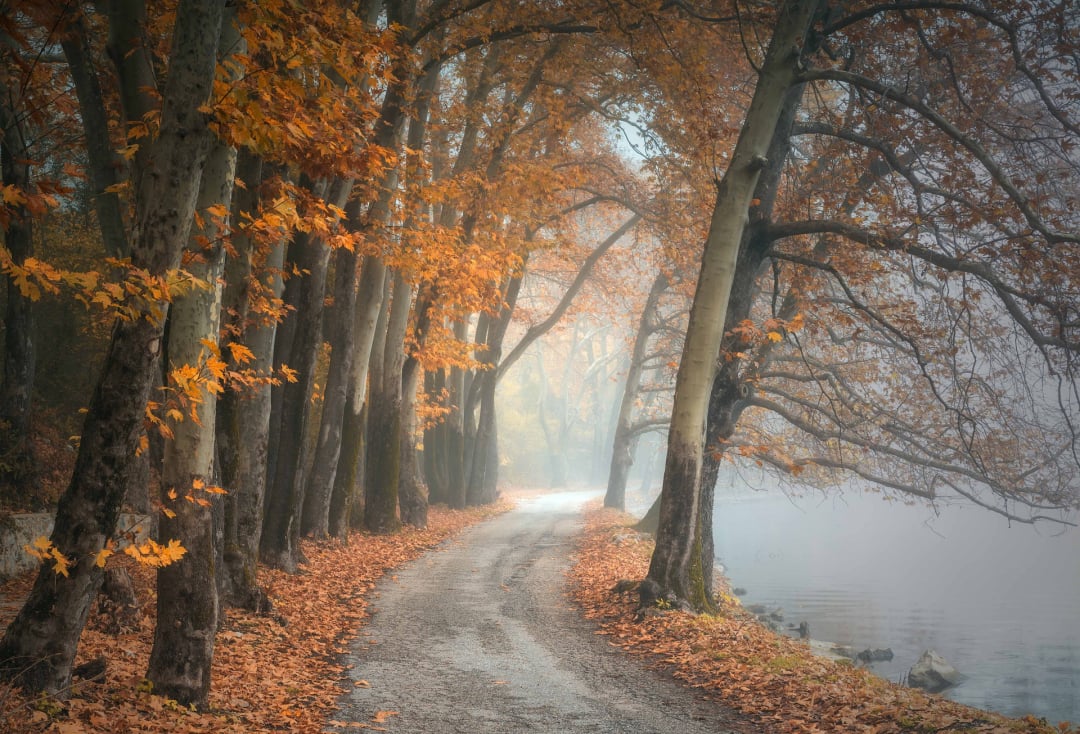 Fall Colors Guide