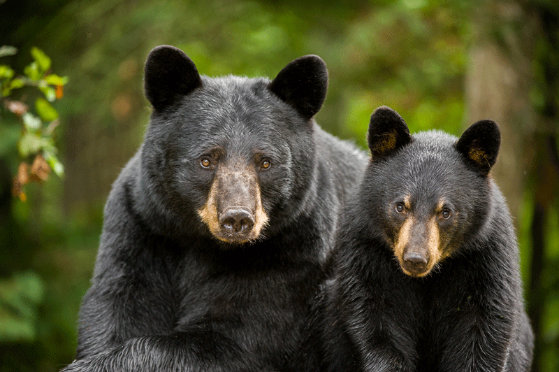 mountain wildlife days