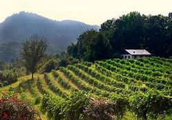 Currahee Vineyard